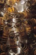 apiw045 - costruzione dei favi (attraverso il vetro)