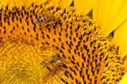 apiw051 - l'ape bottinatrice sul girasole