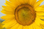 apiw052 - l'ape bottinatrice sul girasole