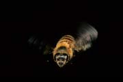 apiw056 - ape in volo