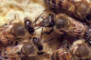 apiw083 - trofallassi tra operaie