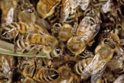 apiw087 - le api dello sciame