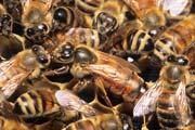 apiw099 - trofallassi tra operaia e regina