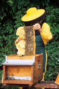 apiw103 - l'apicoltore