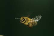 apiw106 - ape in volo