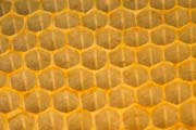 apiw110 - la geometria delle cellette del favo