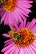 apiw112 - l'ape bottinatrice su astro settembrino