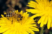 apiw121 - l'ape bottinatrice sul tarassaco