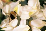 apiw130 - l'ape bottinatrice sulla robinia