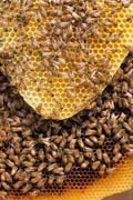 apiw137 - il favo in costruzione