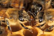 apiw148 - trofallassi tra operaie