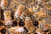 apiw152 - operaie su favo di miele