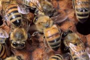 apiw170 - l'ape ventilatrice sul favo