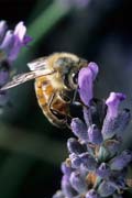 apiw193 - l'ape bottinatrice sulla lavanda