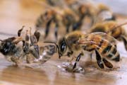 apiw195 - la spazzina spinge fuori una compagna morta