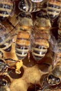 apiw197 - operaia con pungiglione strappato