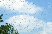 apiw200 - le api dello sciame in volo