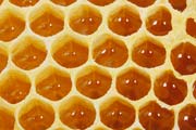 apiw229 - il miele nelle cellette del favo