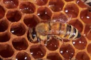 apiw231 - l'ape operaia sul favo