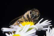 apiw244 - l'ape bottinatrice sulle prataiole