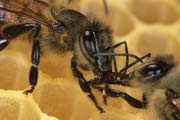 apiw255 - trofallassi tra operaie