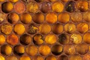 apiw257 - il polline nel favo