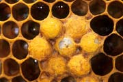 apiw259 - covata maschile