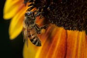 apiw270 - ape bottinatrice sul girasole