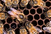apiw288 - la regina depone l'uovo circondata dalle operaie