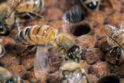 apiw290 - ventilatrice sulla covata