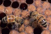 apiw293 - ventilatrici sul favo di covata