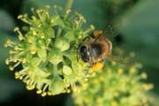 apiw303 - ape bottinatrice sull'edera