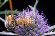 apiw306 - bottinatrici