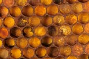 apiw313 - il polline nel favo
