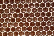 apiw319 - il miele nel favo