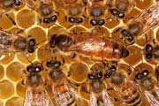 apiw321 - la regina circondata dalle sue ancelle