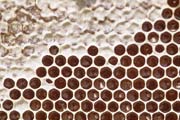 apiw322 - il miele nel favo