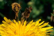 apiw323 - in volo sul fiore di tarassaco