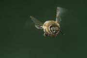 apiw325 - ape in volo