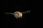 apiw327 - ape bottinatrice in volo