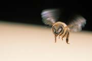 apiw328 - ape in volo