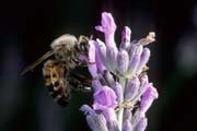 apiw333 - ape bottinatrice sulla lavanda