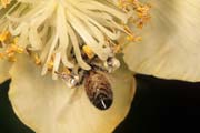 apiw349 - Bottinatrice sull'actinidia