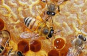 apiw361 - Bottinatrice sul favo