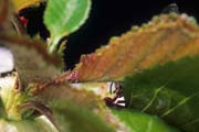 apiw362 - Bottinatrice