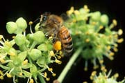 apiw366 - Bottinatrice sull'edera