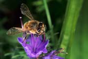 apiw370 - Bottinatrice sull'erba viperina