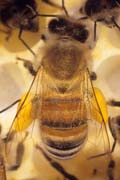apiw371 - Particolare delle ali