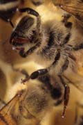 apiw372 - Particolare delle zampe appoggiate al vetro