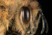 apiw375 - Particolare degli occhi